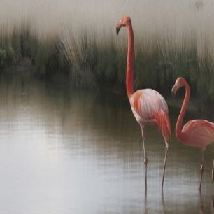 輸入壁紙 カスタム壁紙 PHOTOWALL / Two Pink Flamingos (e22474)