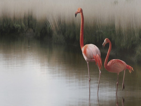 輸入壁紙 カスタム壁紙 PHOTOWALL / Two Pink Flamingos (e22474)