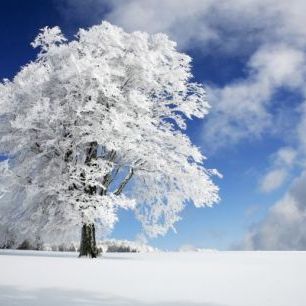 輸入壁紙 カスタム壁紙 PHOTOWALL / Winter Tree (e22493)