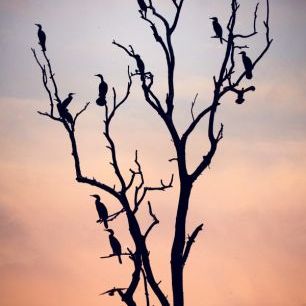 輸入壁紙 カスタム壁紙 PHOTOWALL / Birds Before Sunset (e22505)
