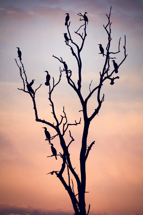 輸入壁紙 カスタム壁紙 PHOTOWALL / Birds Before Sunset (e22505)