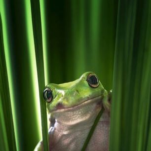 輸入壁紙 カスタム壁紙 PHOTOWALL / Green Frog (e22516)