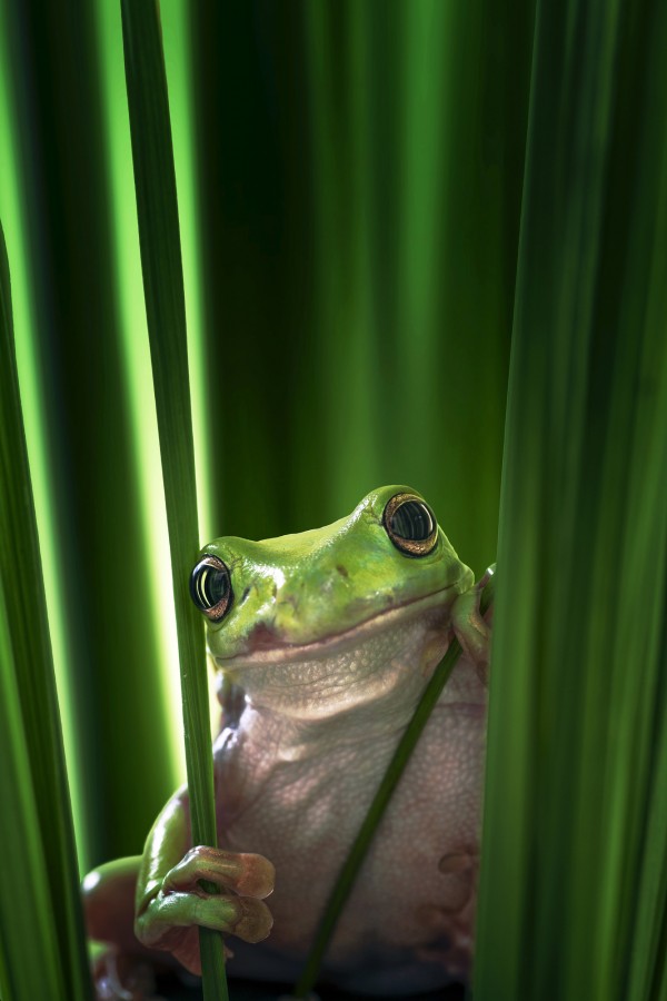 輸入壁紙 カスタム壁紙 PHOTOWALL / Green Frog (e22516)