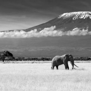 輸入壁紙 カスタム壁紙 PHOTOWALL / Elephant Landscape (e22519)