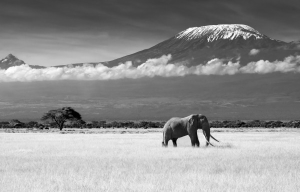 輸入壁紙 カスタム壁紙 PHOTOWALL / Elephant Landscape (e22519)