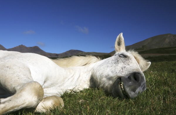 輸入壁紙 カスタム壁紙 PHOTOWALL / Horse Sleeping (e22523)