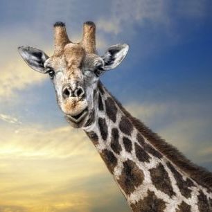 輸入壁紙 カスタム壁紙 PHOTOWALL / Friendly Giraffe (e22525)
