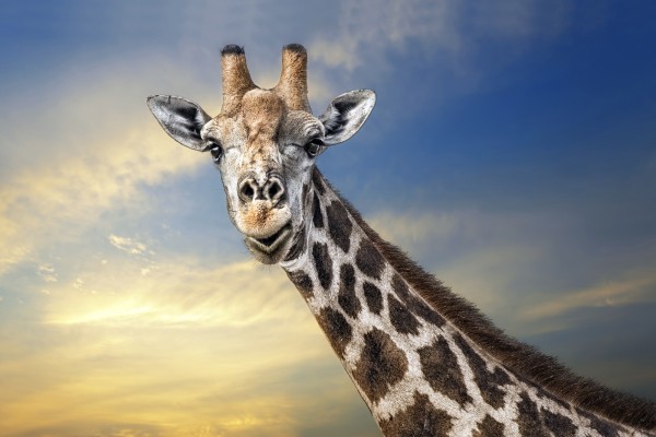 輸入壁紙 カスタム壁紙 PHOTOWALL / Friendly Giraffe (e22525)