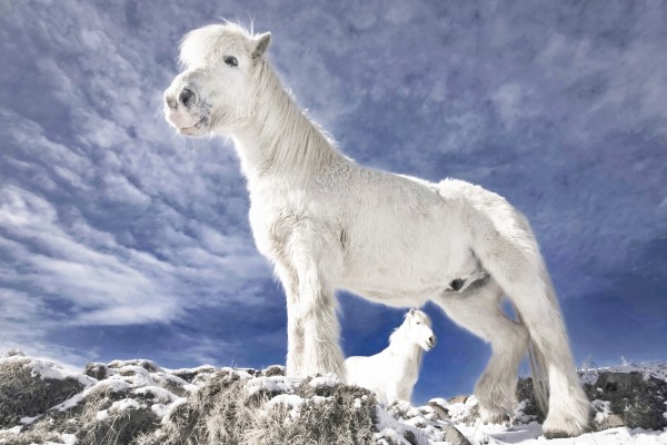 輸入壁紙 カスタム壁紙 PHOTOWALL / Snowwhite Horses (e22528)