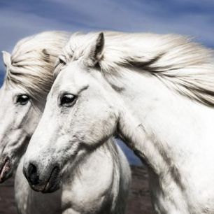輸入壁紙 カスタム壁紙 PHOTOWALL / Two Beautiful White Horses (e22534)