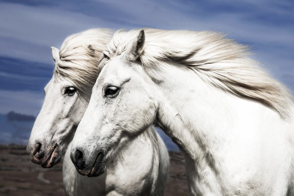 輸入壁紙 カスタム壁紙 Photowall Two Beautiful White Horses E 壁紙屋本舗