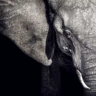 輸入壁紙 カスタム壁紙 PHOTOWALL / Beautiful Elephant (e22543)
