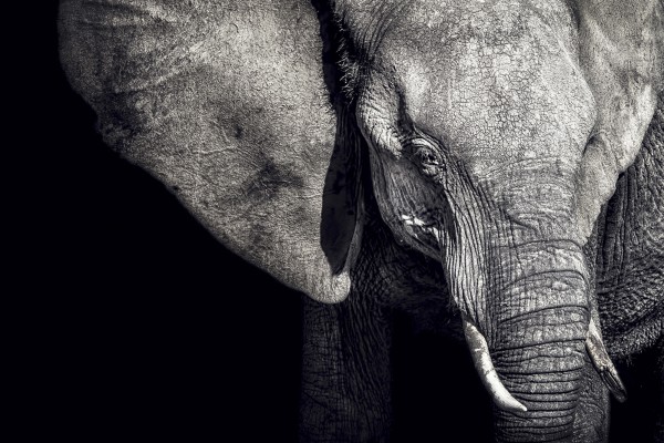 輸入壁紙 カスタム壁紙 PHOTOWALL / Beautiful Elephant (e22543)