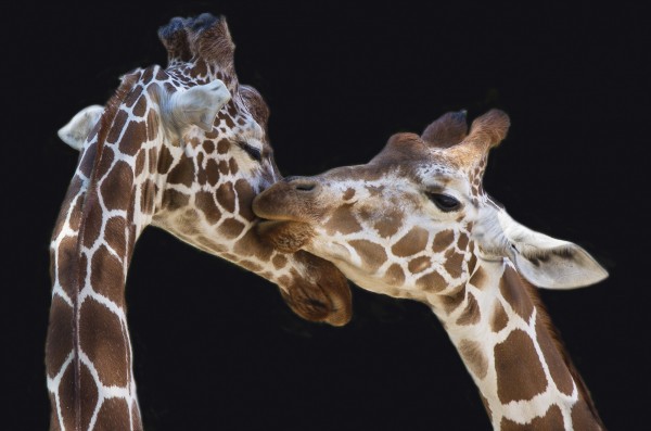 輸入壁紙 カスタム壁紙 PHOTOWALL / Giraffes Kissing (e22552)