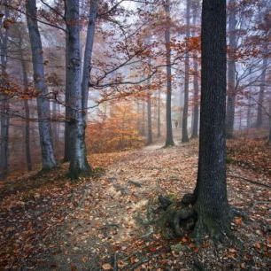 輸入壁紙 カスタム壁紙 PHOTOWALL / Autumn Forest (e22553)