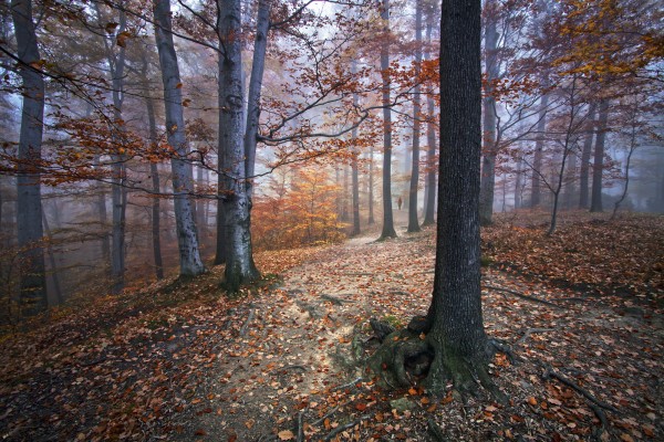 輸入壁紙 カスタム壁紙 PHOTOWALL / Autumn Forest (e22553)