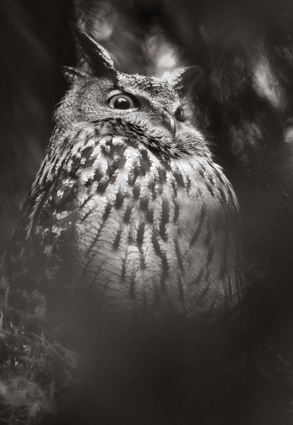輸入壁紙 カスタム壁紙 PHOTOWALL / Misty Owl (e22570)