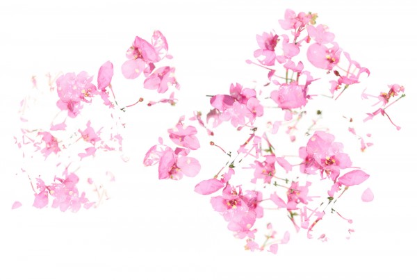 輸入壁紙 カスタム壁紙 PHOTOWALL / Pink Floral flow (e22598)