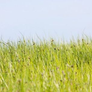 輸入壁紙 カスタム壁紙 PHOTOWALL / Green Summer Meadow (e22854)
