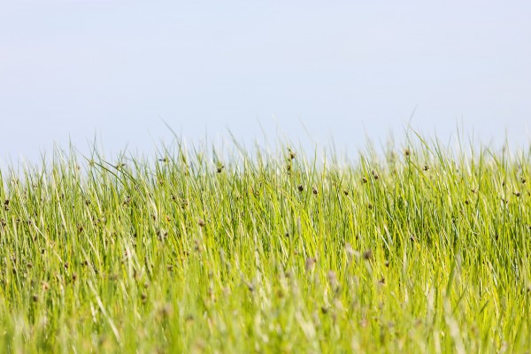 輸入壁紙 カスタム壁紙 PHOTOWALL / Green Summer Meadow (e22854)