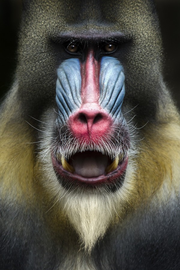 輸入壁紙 カスタム壁紙 PHOTOWALL / Mandrill Monkey Face (e22988)