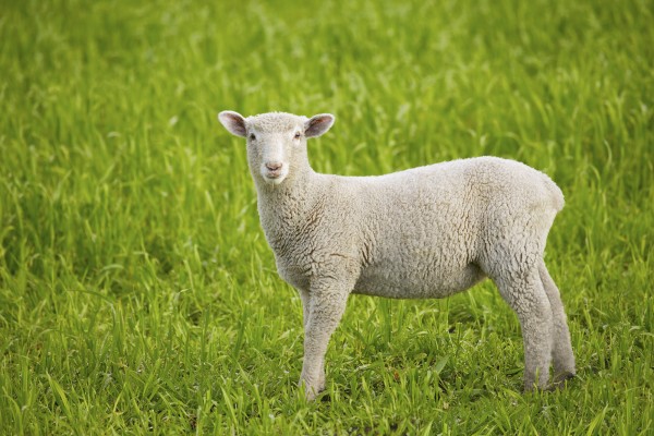 輸入壁紙 カスタム壁紙 PHOTOWALL / Lamb on Green Grass (e22993)