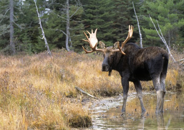 輸入壁紙 カスタム壁紙 PHOTOWALL / Moose in Woods (e22994)