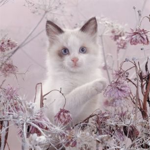 輸入壁紙 カスタム壁紙 PHOTOWALL / Pink Cat (e23002)