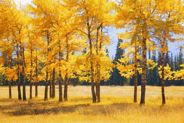 輸入壁紙 カスタム壁紙 PHOTOWALL / Yellow Autumn Trees (e23012)