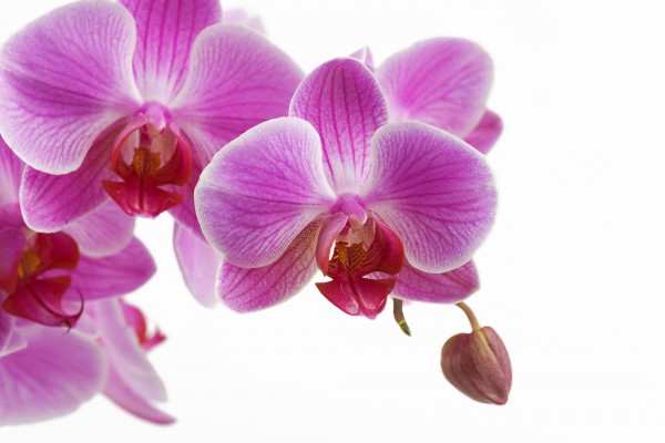 輸入壁紙 カスタム壁紙 PHOTOWALL / Deep Pink Orchid (e23039)