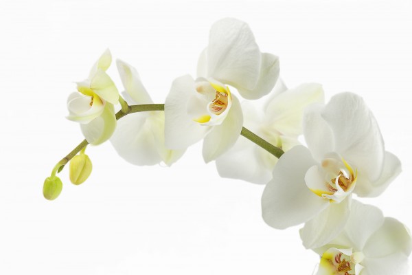 輸入壁紙 カスタム壁紙 PHOTOWALL / Soft White Orchid Stem (e23040)