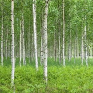 輸入壁紙 カスタム壁紙 PHOTOWALL / Summer Birch Forest (e23070)