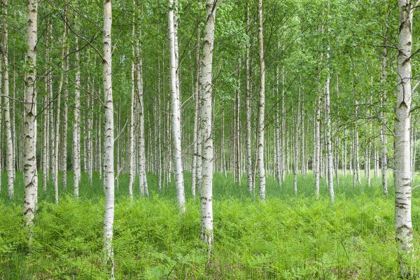 輸入壁紙 カスタム壁紙 PHOTOWALL / Summer Birch Forest (e23070)