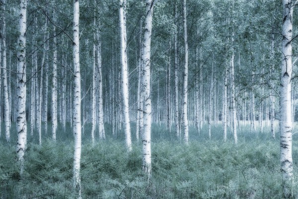 輸入壁紙 カスタム壁紙 PHOTOWALL / Mystic Birch Forest (e23071)