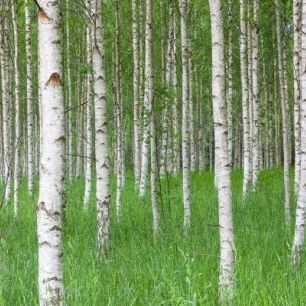 輸入壁紙 カスタム壁紙 PHOTOWALL / Birch Forest &amp; Green Grass (e23072)