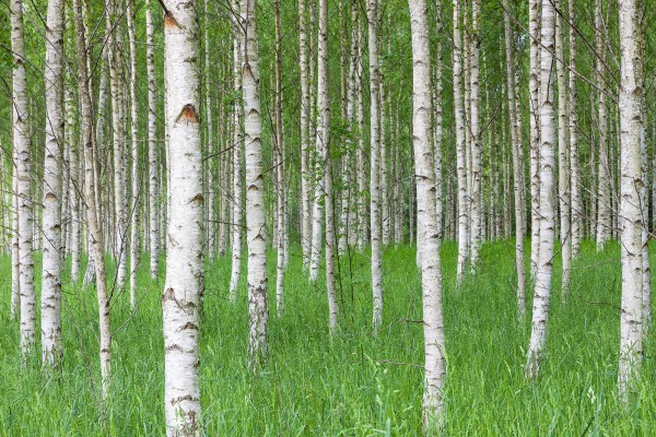 輸入壁紙 カスタム壁紙 PHOTOWALL / Birch Forest &amp; Green Grass (e23072)