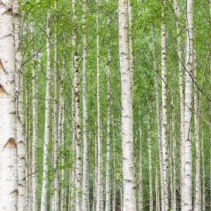 輸入壁紙 カスタム壁紙 PHOTOWALL / White Birch Forest (e23073)