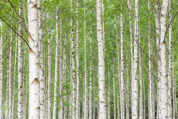 輸入壁紙 カスタム壁紙 PHOTOWALL / White Birch Forest (e23073)
