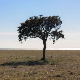 輸入壁紙 カスタム壁紙 PHOTOWALL / Lonely Tree on Gotland (e23074)