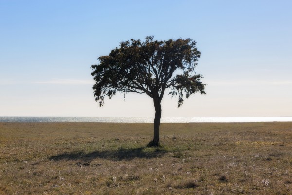 輸入壁紙 カスタム壁紙 PHOTOWALL / Lonely Tree on Gotland (e23074)