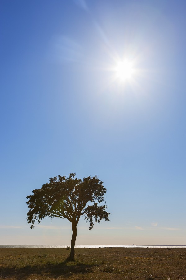 輸入壁紙 カスタム壁紙 PHOTOWALL / Sunny Lonely Tree, Gotland (e23075)