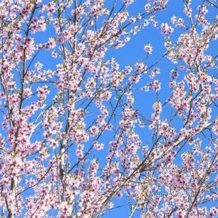 輸入壁紙 カスタム壁紙 PHOTOWALL / Cherry Blossom Tree (e23083)