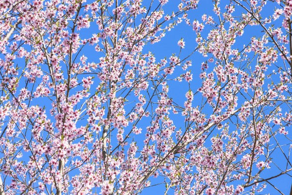 輸入壁紙 カスタム壁紙 PHOTOWALL / Cherry Blossom Tree (e23083)