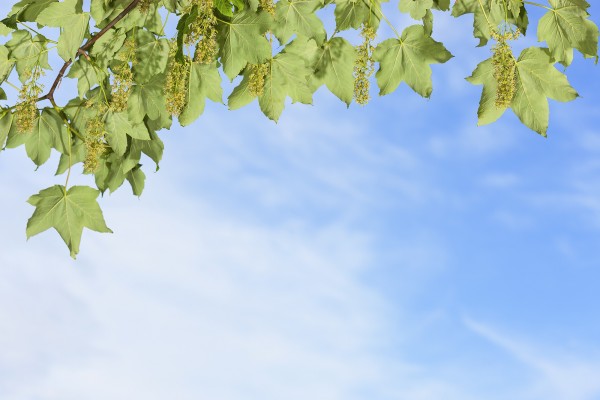 輸入壁紙 カスタム壁紙 PHOTOWALL / Green Leaves on Blue Sky (e23087)