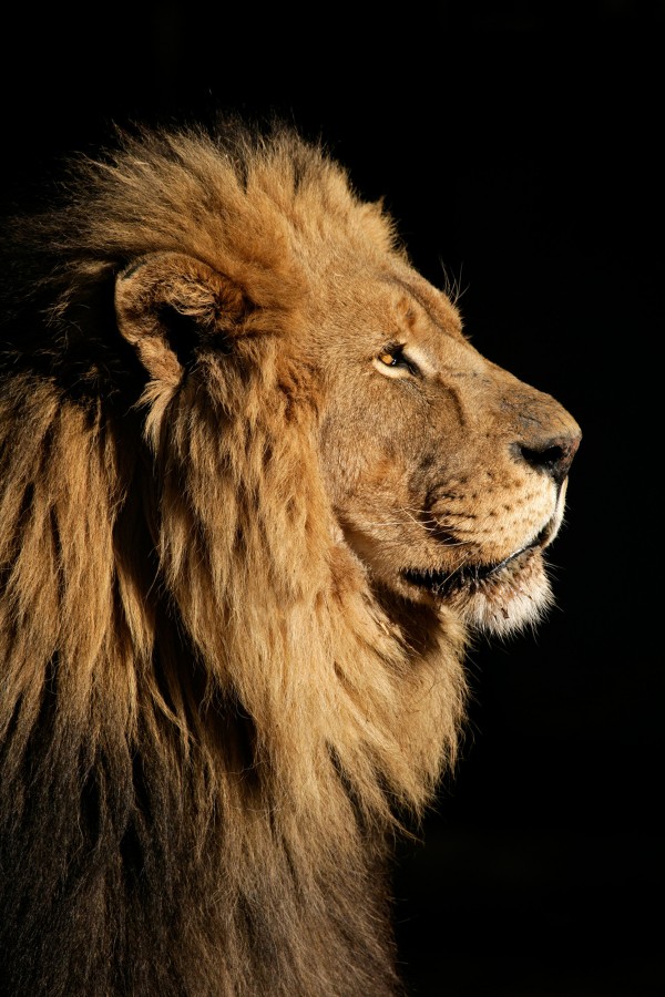 輸入壁紙 カスタム壁紙 PHOTOWALL / Big Male African Lion (e23167)