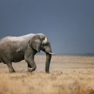 輸入壁紙 カスタム壁紙 PHOTOWALL / Elephant in grassfield (e23170)