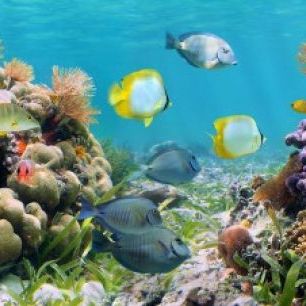 輸入壁紙 カスタム壁紙 PHOTOWALL / Panorama Coral Reef (e23187)