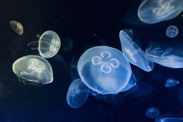 輸入壁紙 カスタム壁紙 PHOTOWALL / Floating Jellyfish (e23255)