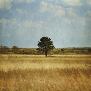 輸入壁紙 カスタム壁紙 PHOTOWALL / The Lonely Tree (e23393)