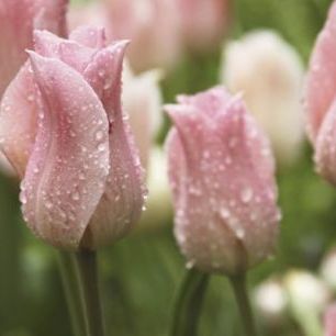 輸入壁紙 カスタム壁紙 PHOTOWALL / Tulips After Rain (e23403)